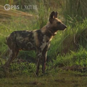 449K views · 10K reactions | How does a pack of African wild dogs...