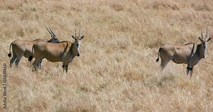 3 Common Eland; Maasai Mara 3rd September; Maasai Mara, Kenya, Africa