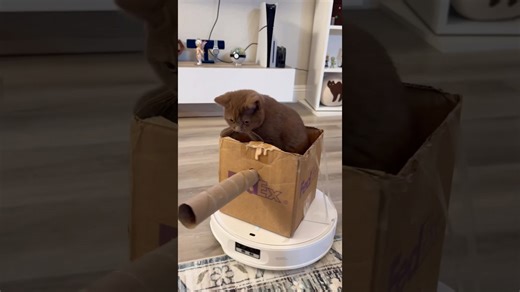 Small battle kitten takes control of powerful toy tank