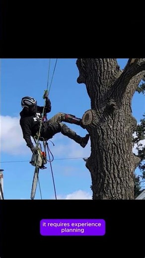 Tree Removal in Crown Point, IN | The Regions Tree Service