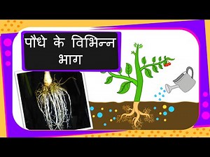 Science - Parts of the Plant - Hindi