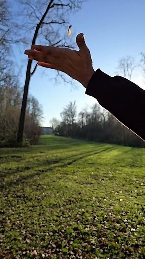 Samara - helicopter seed ! fascinating evolution. 😍