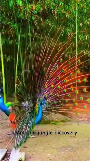 Shri Krishna Govind 😍 || Peacock Land || White Peacock || Safed Mor || #safedmor #shorts