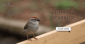 Chipping sparrow - Bird Informer