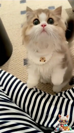 I Love you Kitty ❤😻🐾🧸 #shorts #cat