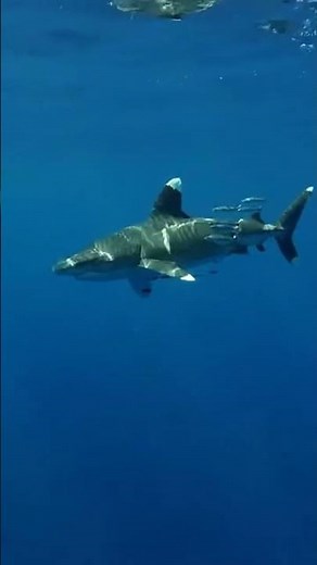 Oceanic Whitetip Shark A Master of the Open Ocean Revealed 🦈