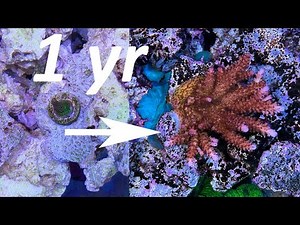 1 year of SPS and Acropora coral growth reloaded!