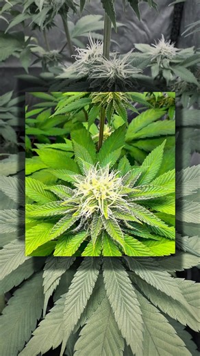 Oreoz Genetics: ¡Empieza el engorde real! 🍪