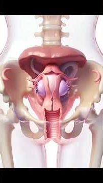 How Fertilizations Starts: Sperm Meets Egg | Human Reproduction Animation