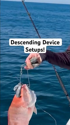 Setup Options for the Descending Device to Release Bottom Fish! #shorts #fishing