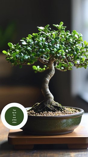 Bonsai for Cheap! Save Money While Growing Amazing Trees. #bonsai #bonsaitree | Bonsaibarn