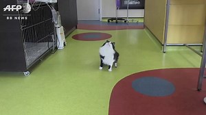 Pooh the cat has bionic legs