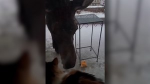 Hungry moose chows down on a pumpkin sitting on a porch in Colorado
