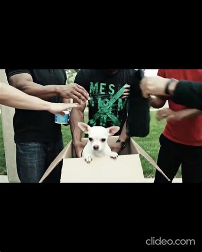 What the dog doing #vine # vines #funny #oldvines