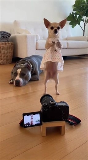 Funny chihuahua dancer 💃 🐕‍🦺 #funny #pitbull #chihuahua #funnyvideos