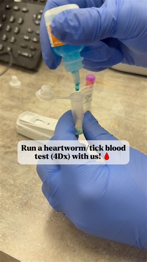 Central Vet | Mixed Animal Veterinarian on Instagram: "It’s April, aka time to 4Dx test your dogs month! 🎉🩸 We recommend 4Dx testing your dog annually to screen for heartworm disease and three tick borne diseases (Lyme, ehrlichia and anaplasma). Dogs should be tested 5-6 months after the last possible exposure of heartworm infected mosquitoes, 🦟 which is why we recommend testing in April! It can be hard to bring your dog in for daytime appointments, and we get that! So that’s why we’ve opened