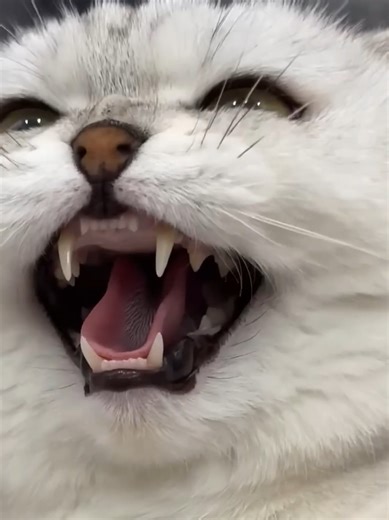 Hilarious Cat Moments You Won't Want to Miss