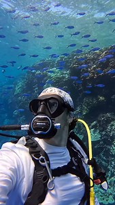 Tag your Non Diver Friend - Lets go Diving 🐟🐟Lets Dive With Octo Diver Perhentian Island🐙🐙 ✅️Reserve/Booking your Diving Holiday now ☎️WhatsApp - 📞Scuba Course & FunDives - 6019 277 9069 📞Equipment Servicing & Repair - 6013 401 3187 ↔️↔️↔️↔️↔️↔️↔️↔️↔️↔️↔️↔️↔️↔️↔️↔️↔️↔️↔️↔️↔️↔️ #OctoDiver #DiveWithOctoDiver #reelsviralシfb | Octo Diver Perhentian Island