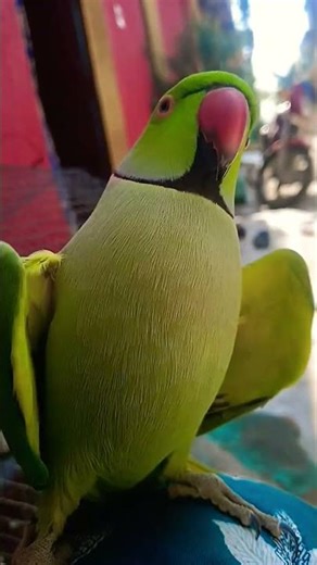 Ringneck Talking parrot🦜🤓#Me Mitthu Me Mitthu#clear sound #talk and intelligent parrot#youtubeshorts