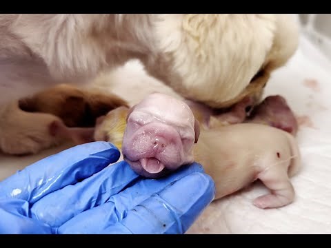 Birth of puppies ( 11 hours HELPING the Pekingese) 🐶
