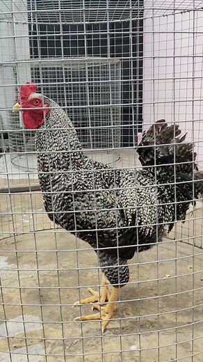Pasukan bared ijin show om, 😜 #fypシ゚ #ayam #peternakayam #fypシ゚viral🖤tiktok #peternakrumahan #fyp #peternakmuda #peternak #hybridchickens #ayamsilangan #ayambaretrock