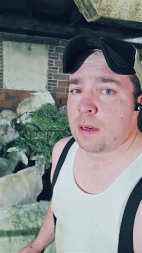 The Art of Sheep Shearing: Insights from Farm Life