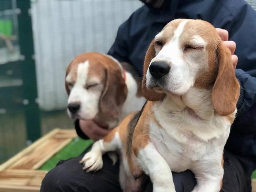 **Re-Homing Appeal** Meet Babs and Bernie..The tale of 2 Beagles.🐶🐶 The handsome Bernie is around 6 to 7 years of age and beautiful Babs is around 10 years old. They both absolutely adore each other and cannot bare to be apart. They love nothing more than a tummy tickle and plenty of fusses. If you think you could offer Babs and Bernie their forever home we are taking calls daily between 10am and 4pm 01332 344620 #caretoadopt #carefordifferent #cuddlesatchristmas #homeforchristmas #foreverhome