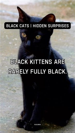 Black kittens are rarely fully black. Many develop subtle coat variations.