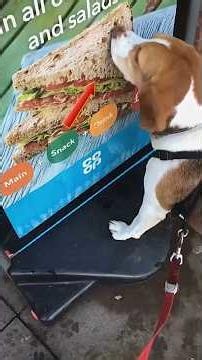 Lovable Dogs Always Ready To Eat #shorts