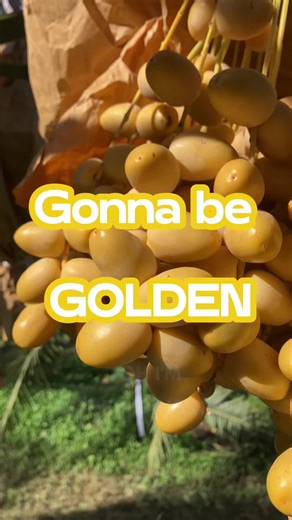 Its our time now ได้เวลาอินทผลัมอินทรีย์จากไร่นายอินจะเฉิดฉายแล้วค่าา gonna be gonna be golden~~ #ไร่นายอิน #อินทผลัมอินทรีย์ #Rainaiin #OrganicDate #Golden