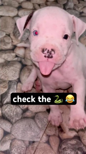 Blue eyes American pitbull puppy 🐶💖