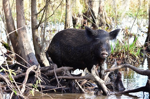 Feral hogs roaming into Pa. from South pose threat to forests, agriculture
