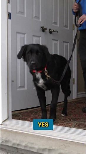 Stop Your Dog From Bolting Out The Door