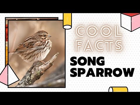 Song Sparrow facts 🦜 Among the native sparrows in North America