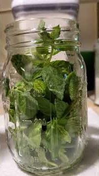 From Garden to Glass | Making Lemon Balm & Mint Herbal Iced Tea
