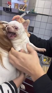 604K views · 2.4K reactions | Help me  #puppytk #puppy #cutecatandpuppyworld #animal #cute #cutepuppylovers #cutepetshow #pet #cutepet #dogs | La Tuya Pe' | Facebook