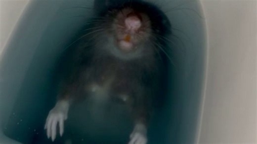 Woman discovers giant rat in the toilet after 'something brushed against her'