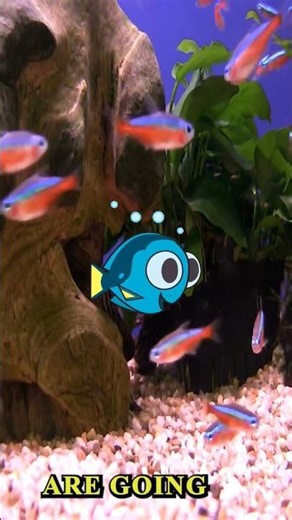 The PERFECT Community Tank Setup #aquarium #fishtank #fishkeeping