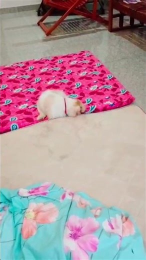 ആരും കിടക്കണ്ട ഇവിടെ #viral #milkey #pets #trending #petlover #cute #cutedog #family #love
