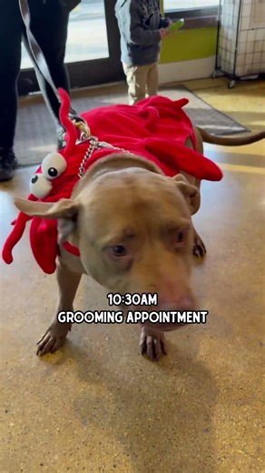 A Day At Kriser's Natural Pet Store in Glen Ellyn, IL