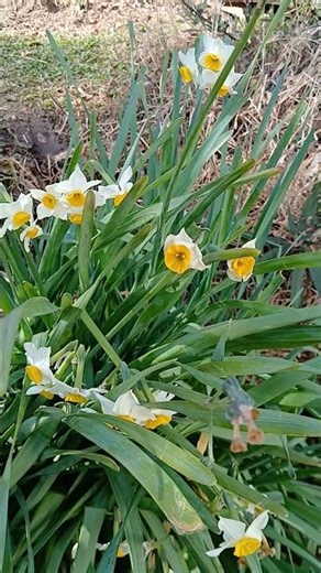 Daffodils❤️ #coversong