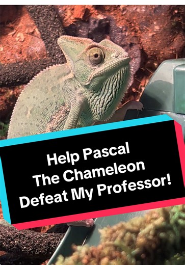 Help Pascal Become the #1 Chameleon on TikTok!