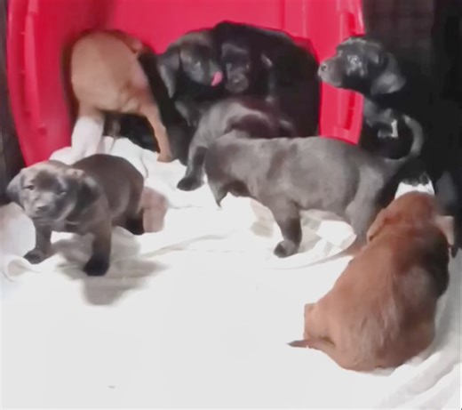 (4) TINY Aussie/ Weimaraner Blend Black Puppies | Dogs | KSL Classifieds