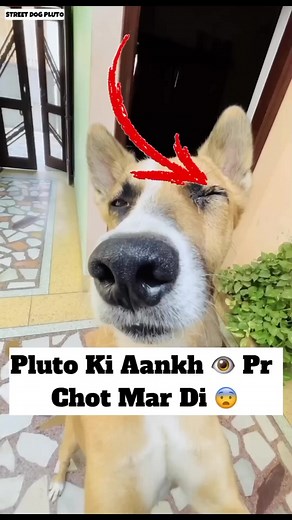 Pluto Ki Aankh Pr Chot Mar Di #315 Street Dog Pluto | Street Dog Pluto