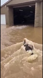 Aventura del perro con la nutria Mira cómo un perro escapa de una inundación con la ayuda de una nutria. #fblifestyle #AI Generated using Kling AI . . . (Sólo con fines de entretenimiento. Consulte a profesionales si se presentan orientaciones sobre actividades. Si se muestra alguna marca, no implica ninguna afiliación. Si se inspiran en hechos reales, pueden incluirse adaptaciones creativas. El contenido puede incluir imágenes públicas.) | Fabiosa Fitness España