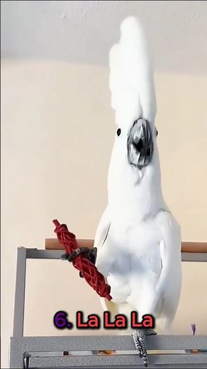 Ranking Funniest Crazy Cockatoo Moments #funny #birds