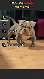 Ranking the best Pit Bull moments—big smiles, bigger hearts 🐶❤️#funny #pitbull