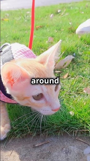 ✨🤍 How to Harness Train Your Cat In 60 Seconds