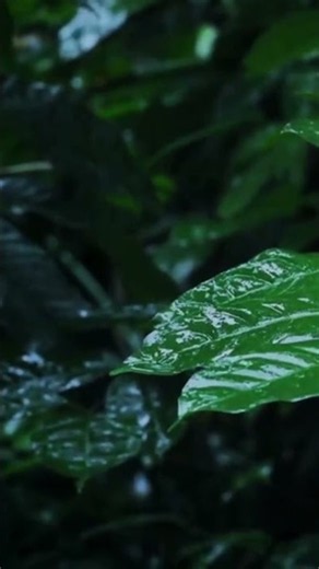 Rain on Leaves for Instant Sleep & Relaxation ASMR🌧️#asmr #shorts
