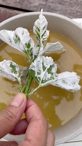 Sepetang di musim hujan ni, makan daun 😆 #kebonewan #ediblegarden #kebuntepirumah #mulberry #mulberries | Kebonewan